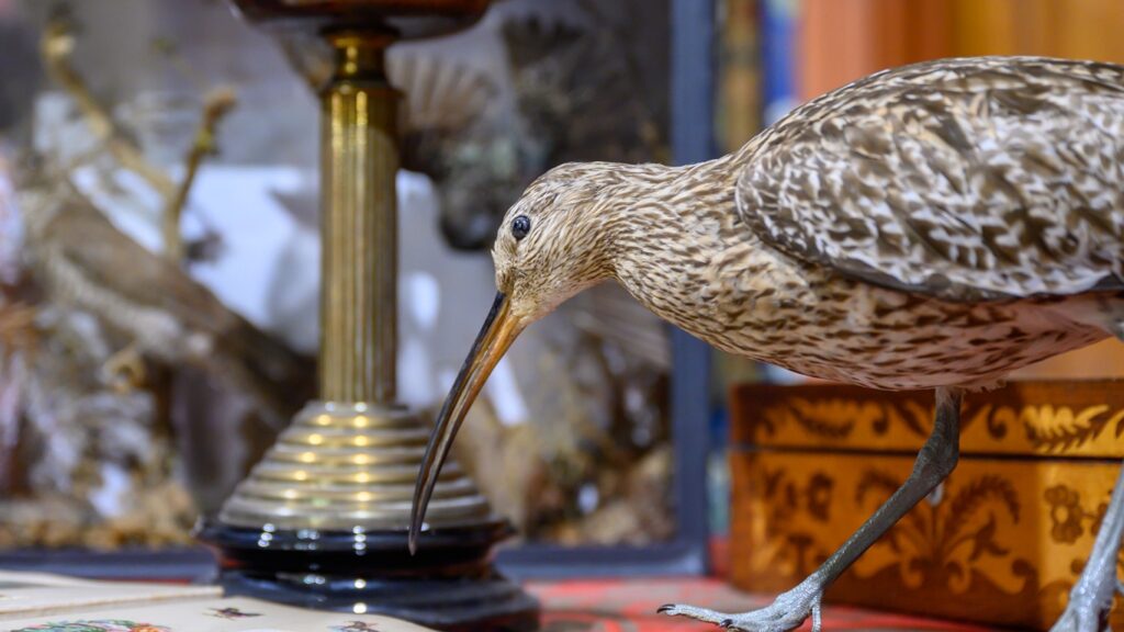 Colour photograph of a taxidermy Curlew on a table.
